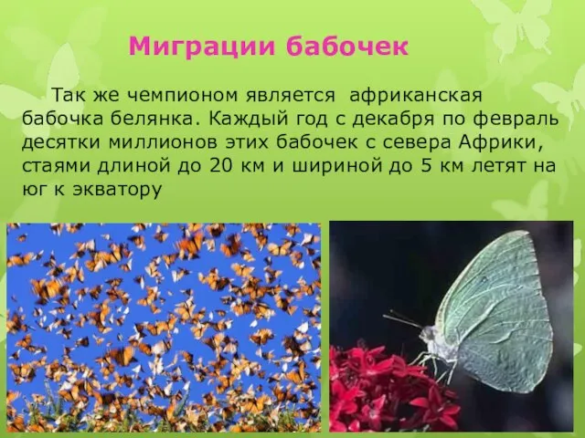 Миграции бабочек Так же чемпионом является африканская бабочка белянка. Каждый год с