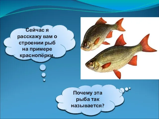 Сейчас я расскажу вам о строении рыб на примере краснопёрки. Почему эта рыба так называется?