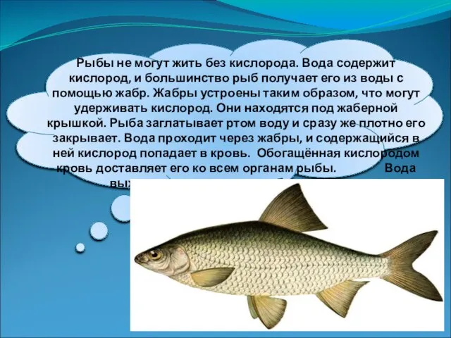 Рыбы не могут жить без кислорода. Вода содержит кислород, и большинство рыб