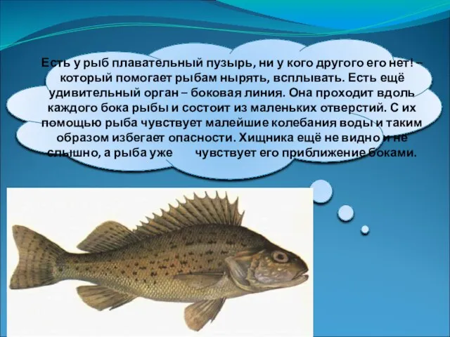 Есть у рыб плавательный пузырь, ни у кого другого его нет! –