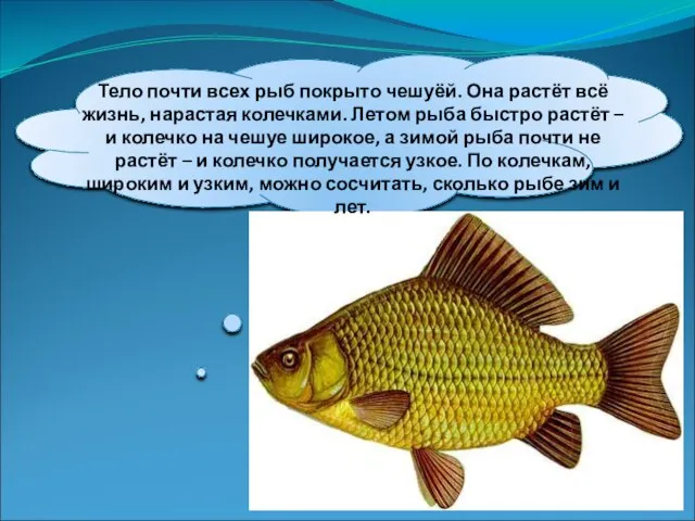 Тело почти всех рыб покрыто чешуёй. Она растёт всё жизнь, нарастая колечками.