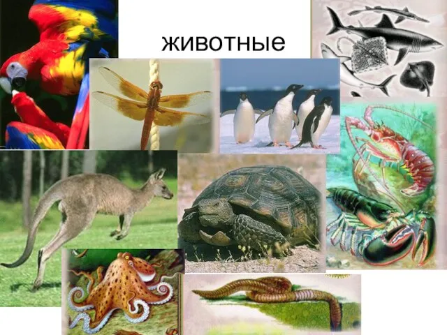 животные