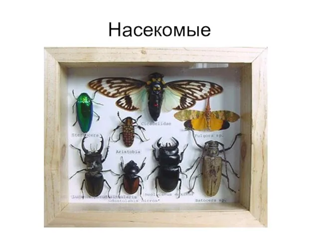 Насекомые