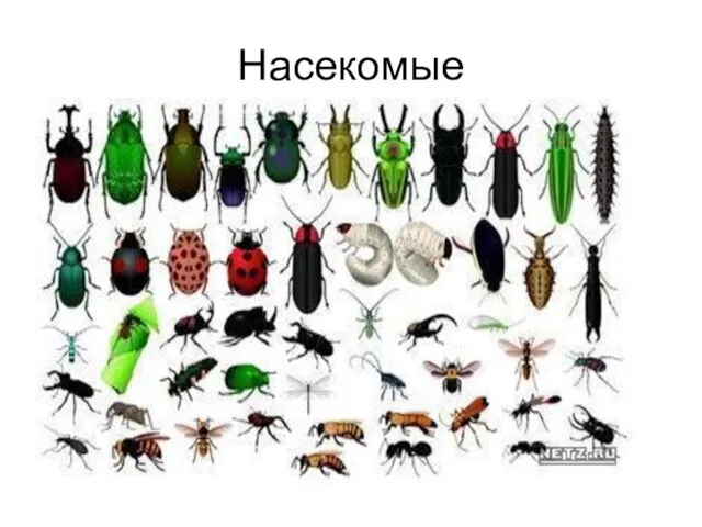 Насекомые