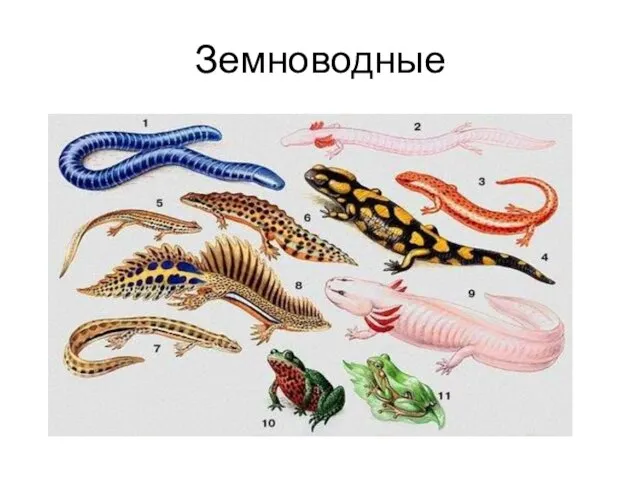 Земноводные