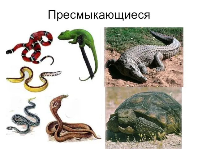 Пресмыкающиеся