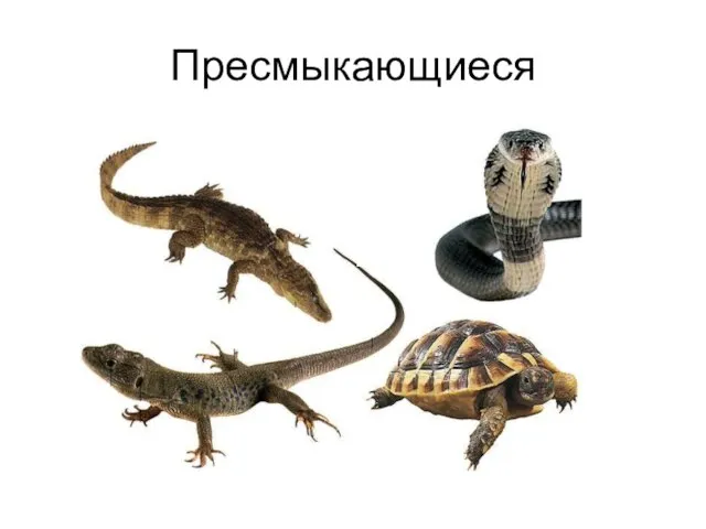 Пресмыкающиеся