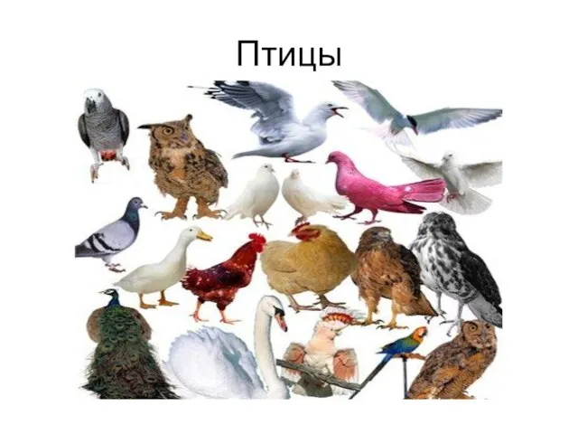 Птицы