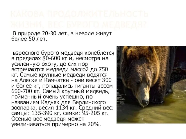 Какова продолжительность жизни, вес Бурого медведя? В природе 20-30 лет, в неволе