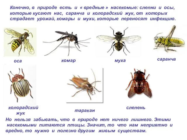 Конечно, в природе есть и « вредные » насекомые: слепни и осы,