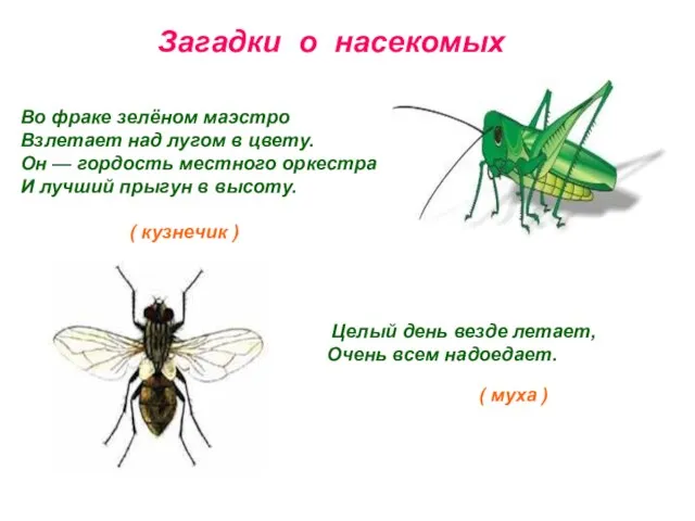 Загадки о насекомых Во фраке зелёном маэстро Взлетает над лугом в цвету.