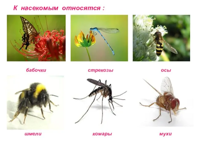 К насекомым относятся : бабочки осы шмели стрекозы мухи комары