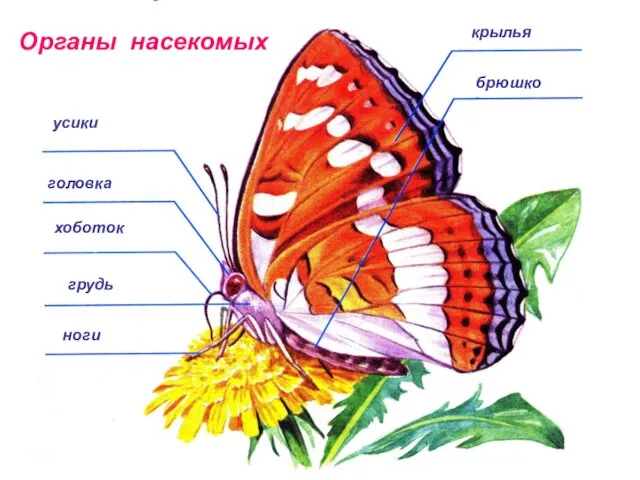 головка усики хоботок грудь ноги крылья брюшко Органы насекомых