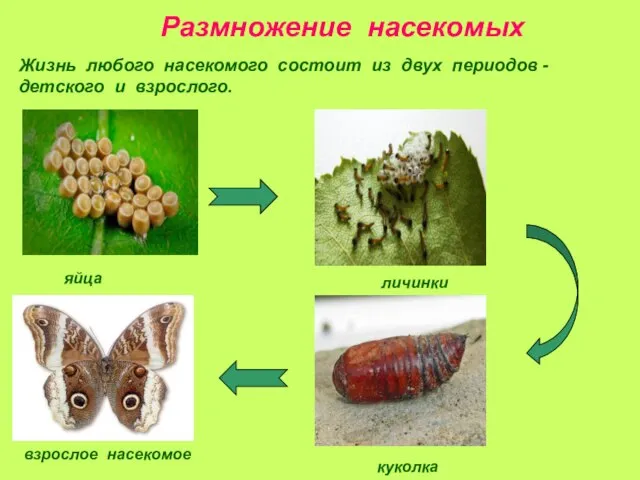 Размножение насекомых Жизнь любого насекомого состоит из двух периодов - детского и