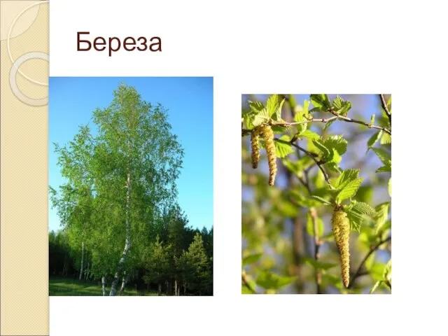 Береза