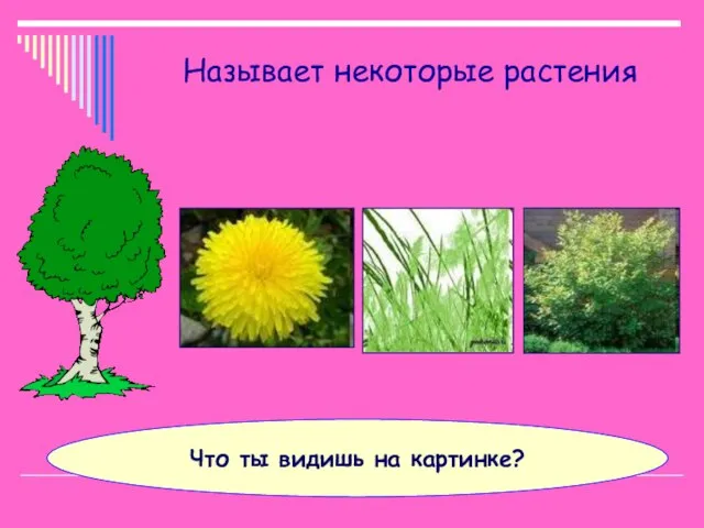 Называет некоторые растения Что ты видишь на картинке?