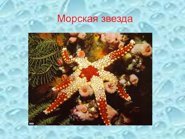 Морская звезда