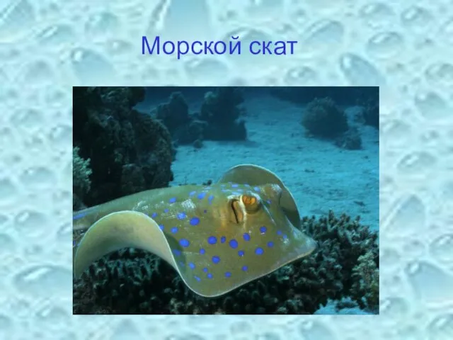 Морской скат