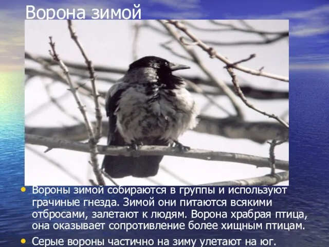 Ворона зимой Вороны зимой собираются в группы и используют грачиные гнезда. Зимой