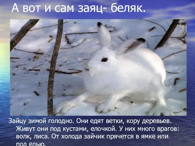 Зайцу зимой голодно. Они едят ветки, кору деревьев. Живут они под кустами,