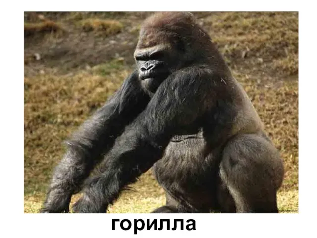 горилла