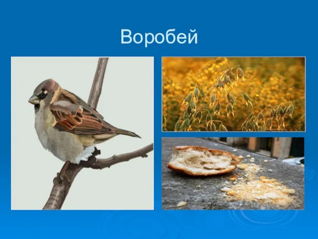 Воробей