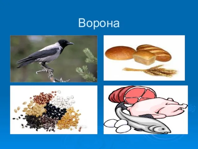 Ворона