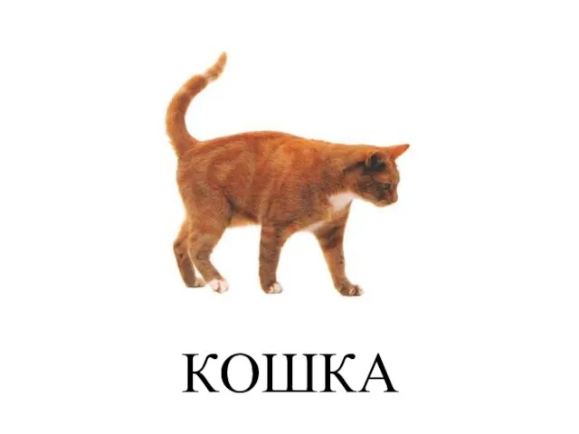 КОШКА