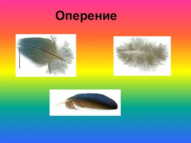 Оперение