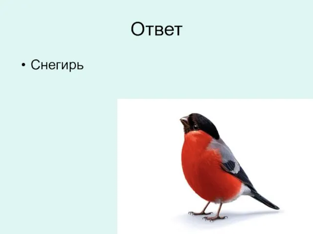 Ответ Снегирь