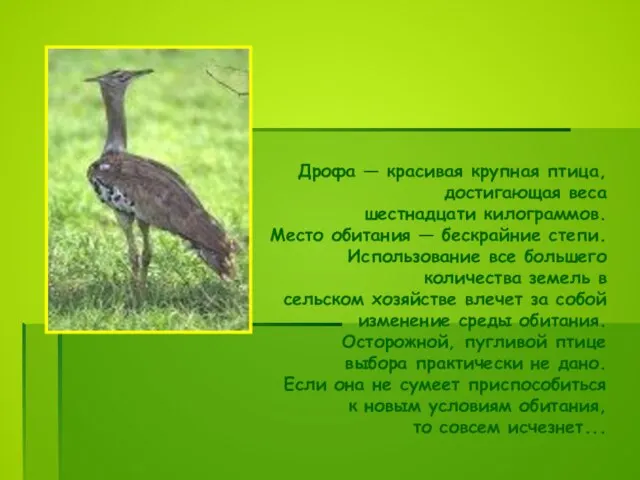 Дрофа — красивая крупная птица, достигающая веса шестнадцати килограммов. Место обитания —