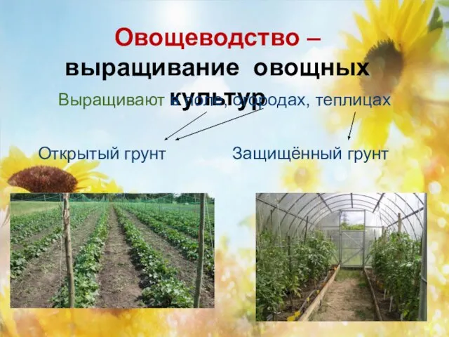 Овощеводство – выращивание овощных культур Выращивают в поле, огородах, теплицах