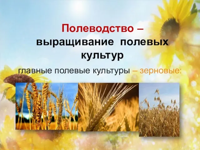 Полеводство – выращивание полевых культур главные полевые культуры – зерновые: