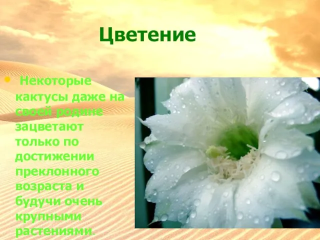 Цветение Некоторые кактусы даже на своей родине зацветают только по достижении преклонного