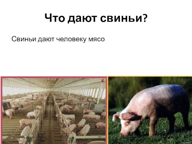 Что дают свиньи? Свиньи дают человеку мясо