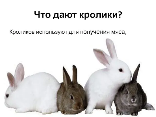 Что дают кролики? Кроликов используют для получения мяса, шкурок и шерсти
