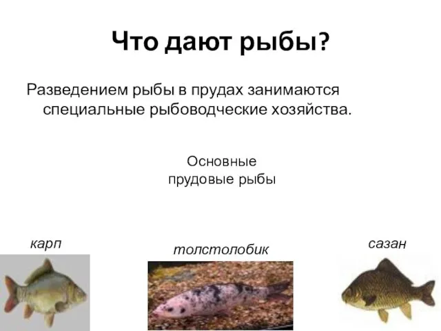 Что дают рыбы? Разведением рыбы в прудах занимаются специальные рыбоводческие хозяйства. Основные