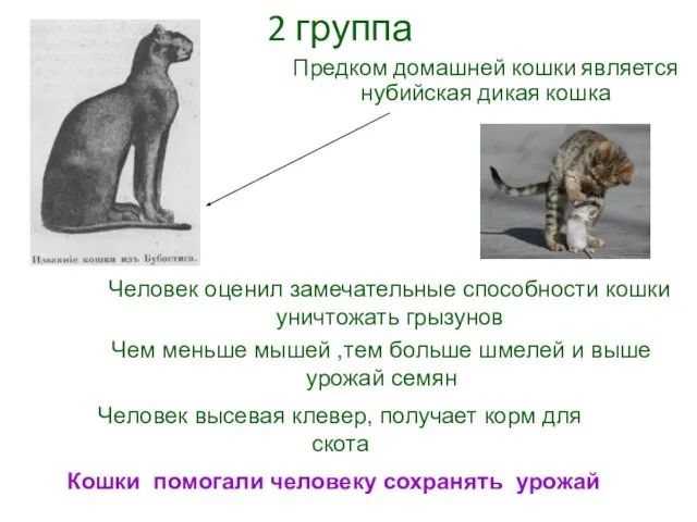 Предком домашней кошки является нубийская дикая кошка Человек оценил замечательные способности кошки