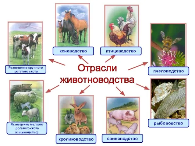 Отрасли животноводства