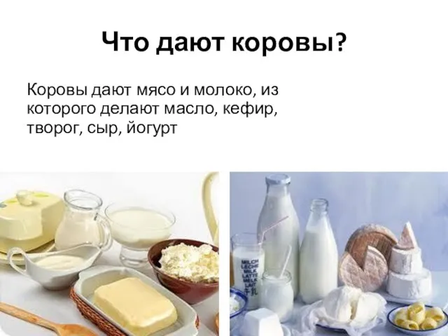 Что дают коровы? Коровы дают мясо и молоко, из которого делают масло, кефир, творог, сыр, йогурт