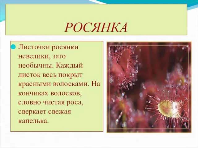 РОСЯНКА Листочки росянки невелики, зато необычны. Каждый листок весь покрыт красными волосками.