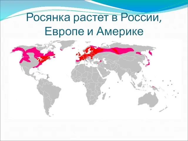 Росянка растет в России, Европе и Америке