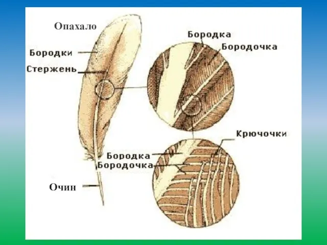 Очин ааав Опахало