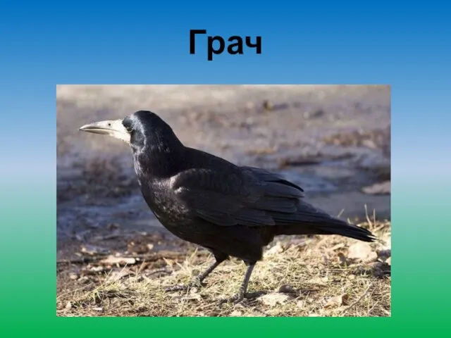 Грач