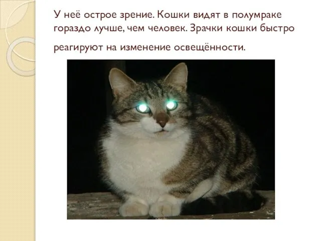 У неё острое зрение. Кошки видят в полумраке гораздо лучше, чем человек.