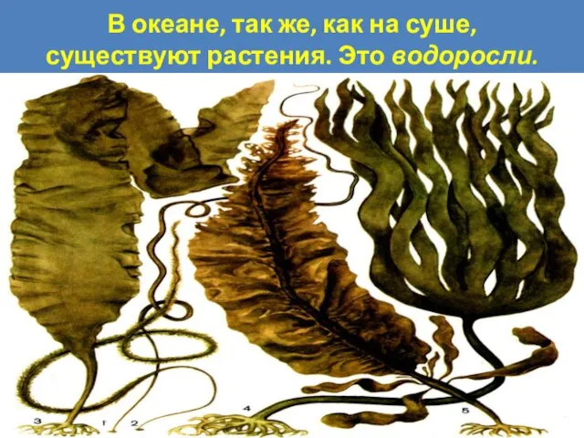 В океане, так же, как на суше, существуют растения. Это водоросли.