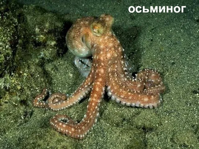 осьминог