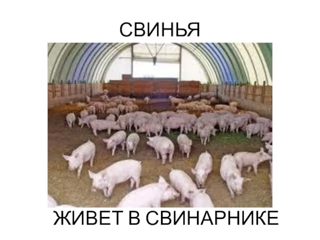 СВИНЬЯ ЖИВЕТ В СВИНАРНИКЕ