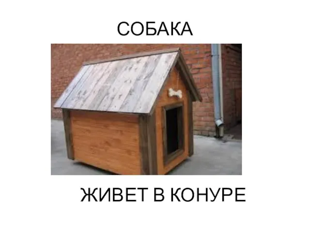 СОБАКА ЖИВЕТ В КОНУРЕ