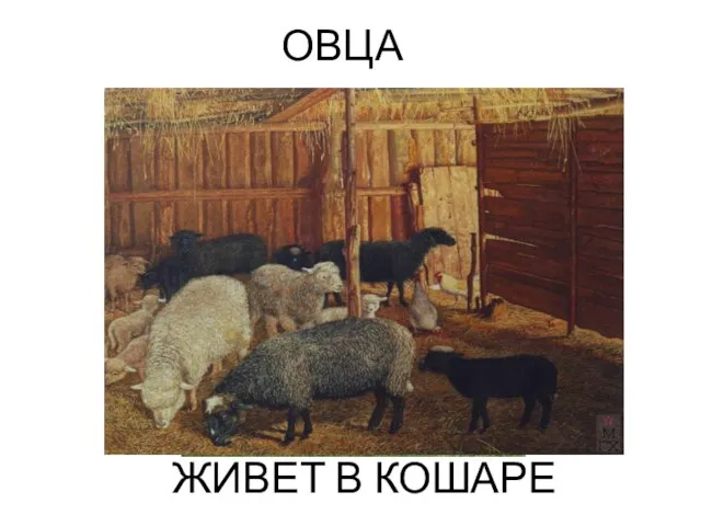 ОВЦА ЖИВЕТ В КОШАРЕ